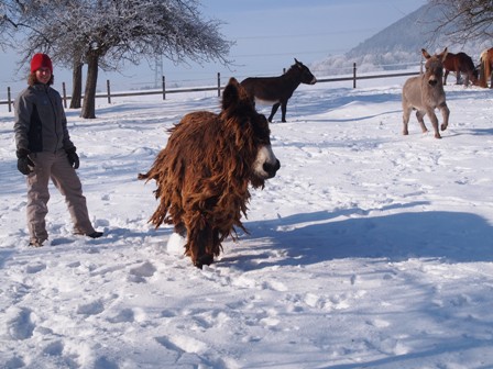 Horses
